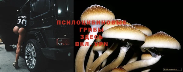 прущие грибы Вязники